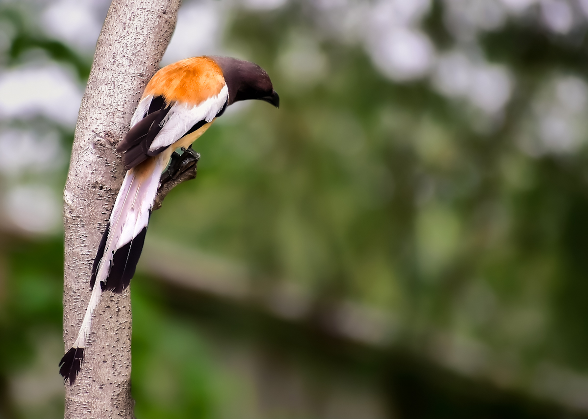 Rufous Treepie